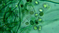 Green algae-like structures shown in Kabrita's DHA ingredient section. Struktur hijau menyerupai alga dalam bahagian ramuan DHA Kabrita.