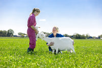 Two people beside white goats in a green meadow. Dua orang di sebelah kambing putih di padang rumput hijau.