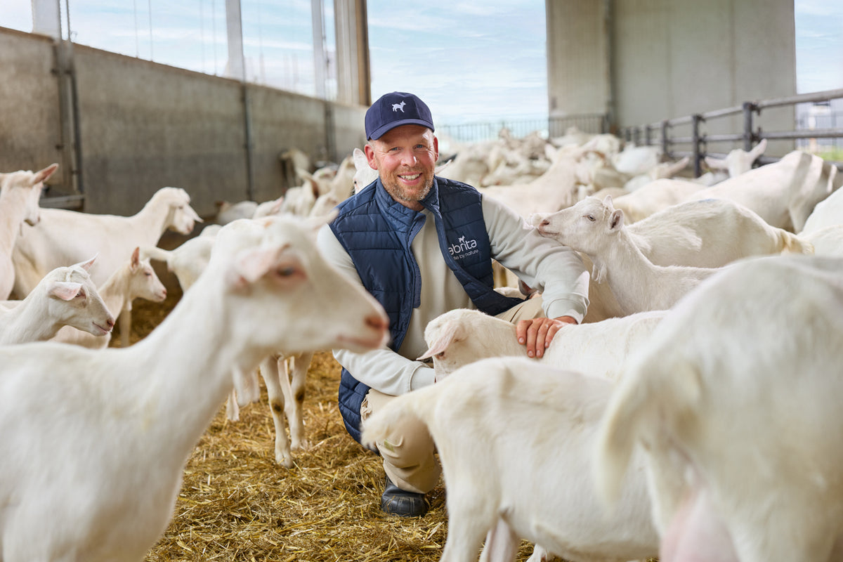 Farmer standing among white dairy goats inside a barn.
Penternak berdiri bersama kambing tenusu putih di dalam kandang.